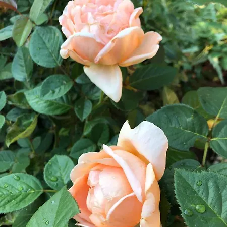 Suleymans Garden Oda ve Kahvaltı