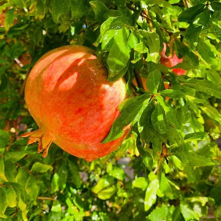 Suleymans Garden * Faralya