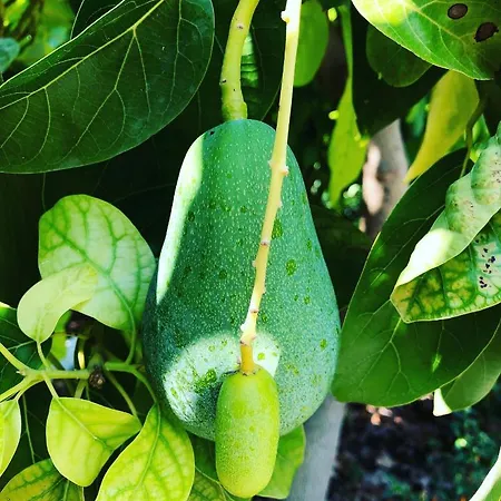 Suleymans Garden לינה וארוחת בוקר פאראליה
