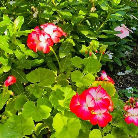 לינה וארוחת בוקר Suleymans Garden