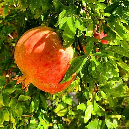 לינה וארוחת בוקר Suleymans Garden פאראליה