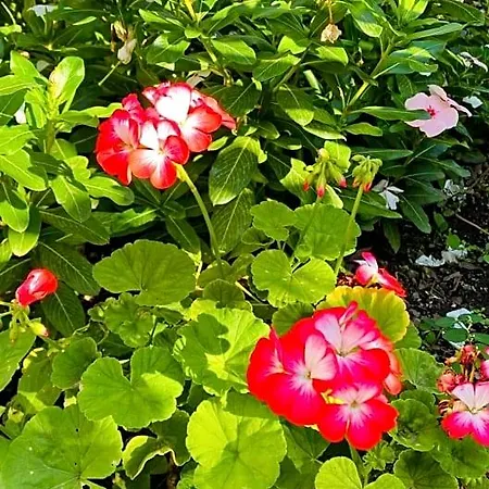 Suleymans Garden פאראליה