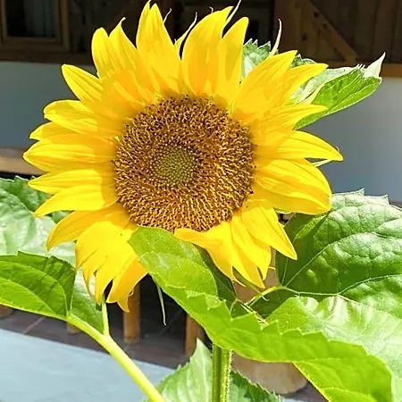 Suleymans Garden Bed & Breakfast *