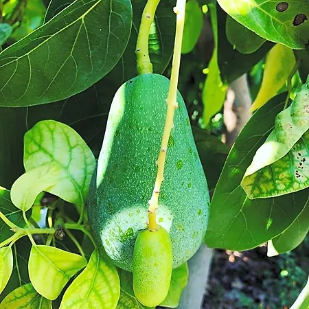Suleymans Garden פאראליה